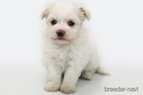 成約済の神奈川県のミックス犬-301722の2枚目